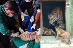 Rajasthan: बाघिन रानी के पांच शावकों ने पहली बार देखा आसमान, अब पर्यटक कर सकेंगे
दीदार - image