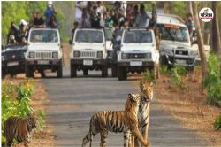 Rajasthan: बाघों के इंटर स्टेट ट्रांसलोकेशन में रणथम्भौर साइड लाइन, दो टाइगर
रिजर्व को मिली मंजूरी - image