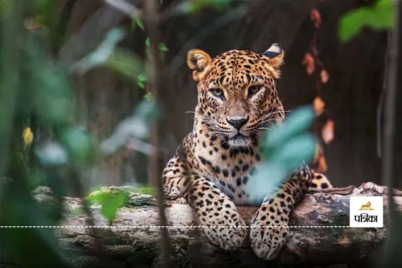 ग्रामीण की बाड़ी में घुसा तेंदुआ, रेस्क्यू(photo-unsplash)