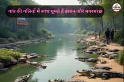 इस गांव की गलियों में साथ घूमते हैं इंसान और मगरमच्छ, किसी को नहीं पहुंचाते
नुकसान, लोग बोले – देवता मानते हैं - image