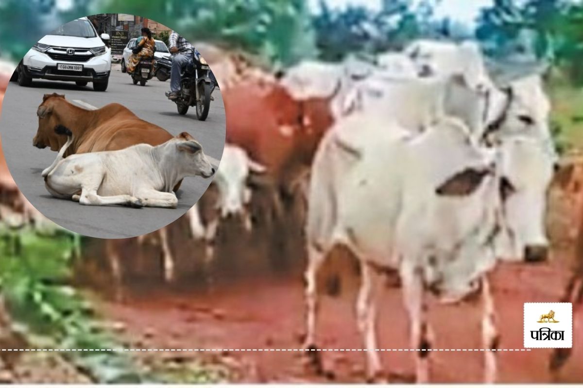 दैहान जंगल में पेड़ों से बंधे मिले सैकड़ों गौवंश(photo-patrika)