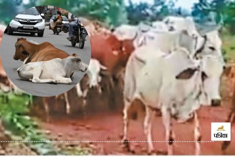 दैहान जंगल में पेड़ों से बंधे मिले सैकड़ों गौवंश(photo-patrika)