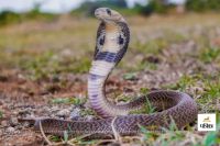 सोने से पहले बिस्तर देखें, कहीं सांप तो नहीं!(photo-patrika)