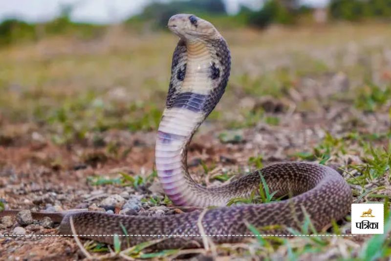 सोने से पहले बिस्तर देखें, कहीं सांप तो नहीं!(photo-patrika)