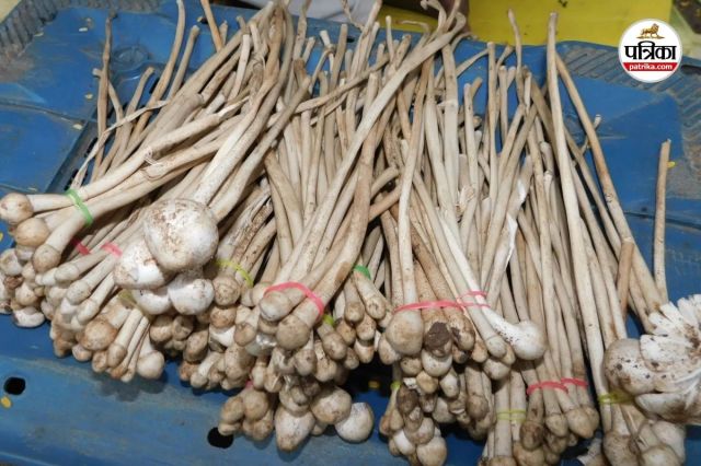 Bastar Wild Mushroom