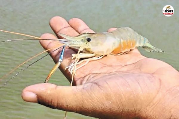 झींगा पालन की ओर अग्रसर सुकमा (फोटो सोर्स- पत्रिका)