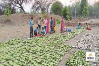 तेंदूपत्ता बोनस घोटाला (photo-patrika)