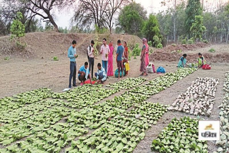 तेंदूपत्ता बोनस घोटाला (photo-patrika)