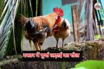 CG Culture: बस्तर में मुर्गा लड़ाई का खेल, लाखों का लगता है दाव, पैरों में बांधे जाते है नुकीले हथियार,जानें पूरी कहानी