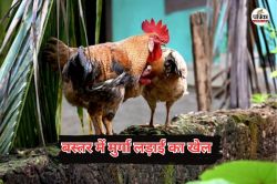CG Culture: बस्तर में मुर्गा लड़ाई का खेल, लाखों का लगता है दाव, पैरों में बांधे
जाते है नुकीले हथियार,जानें पूरी कहानी - image