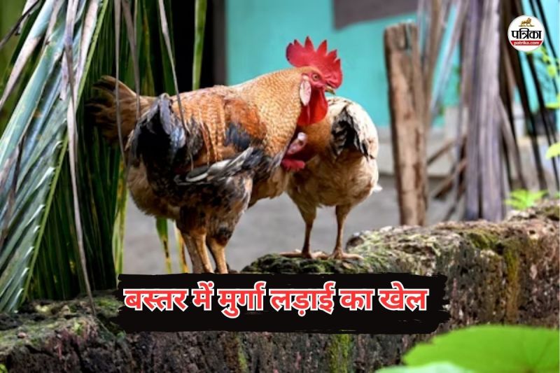 CG Culture: बस्तर में मुर्गा लड़ाई का खेल, लाखों का लगता है दाव, पैरों में बांधे जाते है नुकीले हथियार,जानें पूरी कहानी