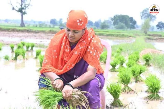 मंत्री लक्ष्मी राजवाड़े का कुर्सी पर बैठकर रोपा लगाते फोटो वायरल (फोटो सोर्स- पत्रिका)