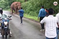 सेल्फी लेने हाथी के करीब पहुंच रहे थे लोग (फोटो सोर्स- स्क्रीनशॉट)