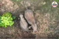 दंतैल हाथी (Photo source- Patrika)