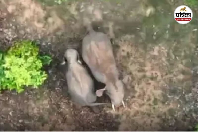 दंतैल हाथी (Photo source- Patrika)