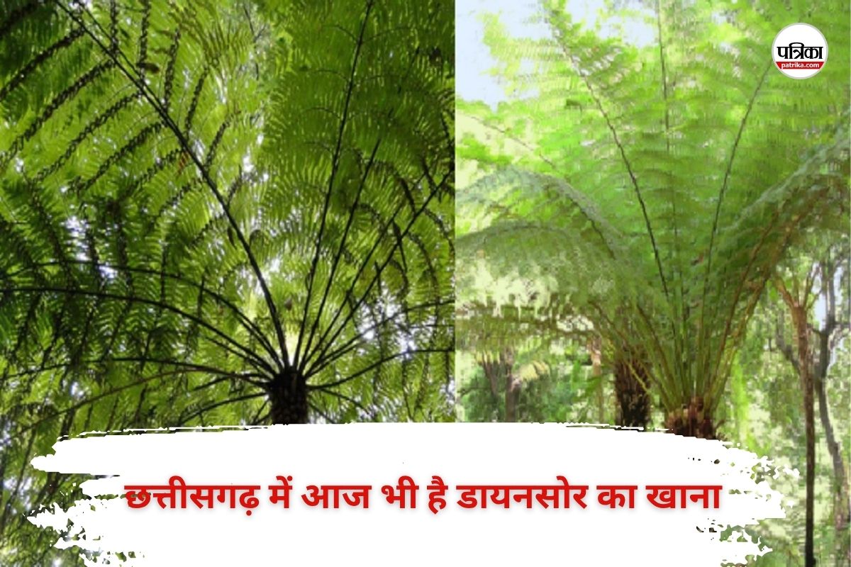 CG News: छत्तीसगढ़ के बस्तर में आज भी है शाकाहारी डायनासोर का खाना, पहाड़ियों पर
फैला पांच सौ साल पुराना