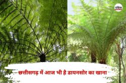 CG News: छत्तीसगढ़ के बस्तर में आज भी है शाकाहारी डायनासोर का खाना, पहाड़ियों पर
फैला पांच सौ साल पुराना - image