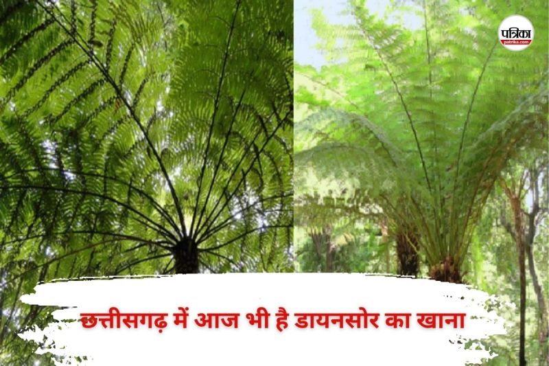 CG News: छत्तीसगढ़ के बस्तर में आज भी है शाकाहारी डायनसोर का खाना, पहाड़ियों पर फैला पांच सौ साल पुराना पेड़,