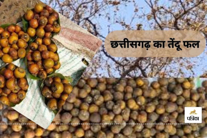 छत्तीसगढ़ के जंगलों का उपहार(photo-patrika)