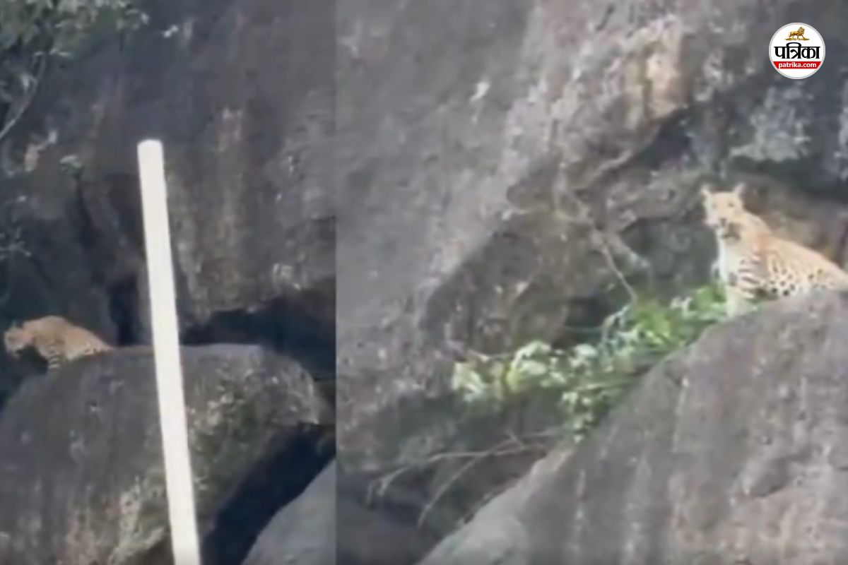 कांकेर में तेंदुआ बना सेलिब्रिटी, कैमरे के सामने दिया पोज, वायरल हुआ VIDEO