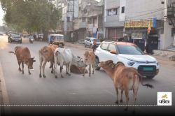 तेज रफ्तार ने सड़क पर बैठे मवेशियों को कुचला, मौके पर 17 की मौत, अन्य की हालत
गंभीर - image