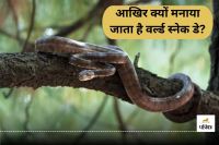 वर्ल्ड स्नेक डे (फोटो सोर्स - Unsplash)