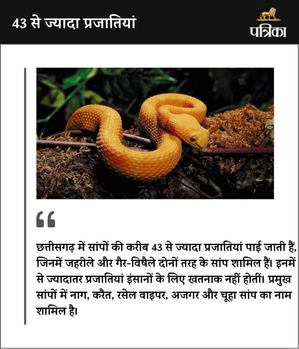 World Snake Day 2025: सांप देख छूट जाते है पसीने, यह सच जान खत्‍म हो जाएगा डर, जानें छत्तीसगढ़ के 'स्नेकमैन’ की कहानी