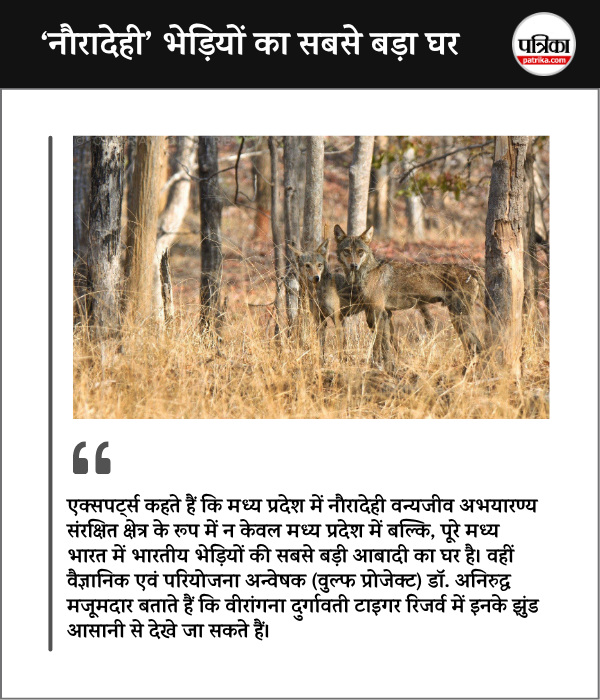 Nauradehi Wildlife Sanctuary Sagar MP biggest home of Indian or Grey Wolf in Central India(image Source: Social Media)