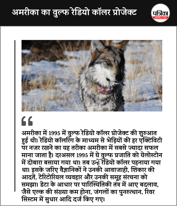 Wolf Radio Collar Project Successful in America 