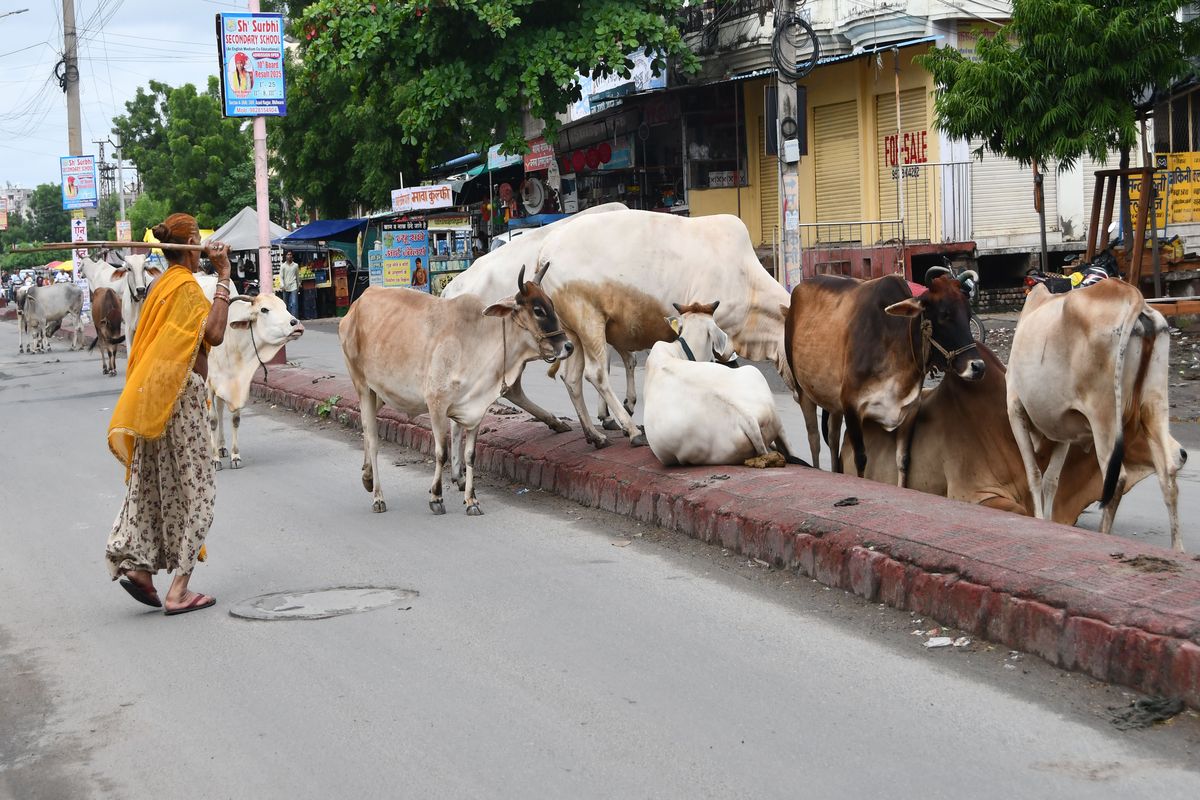 Cows gather at every intersection and main road in the city, traffic disrupted
