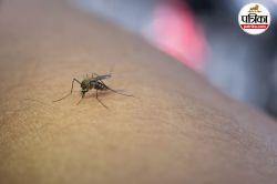 Dengue Case In India: डेंगू से 19 मौत, जानिए किस राज्य में कितने केस, बचने का
तरीका भी जानें - image