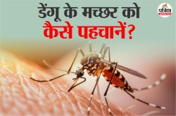 Identify Dengue Mosquito: डेंगू वाले मच्छर की पहचान कैसे करें, रंग से लेकर समय
तक जानिए - image