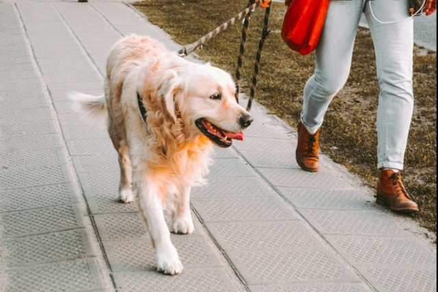 Dog License Lucknow