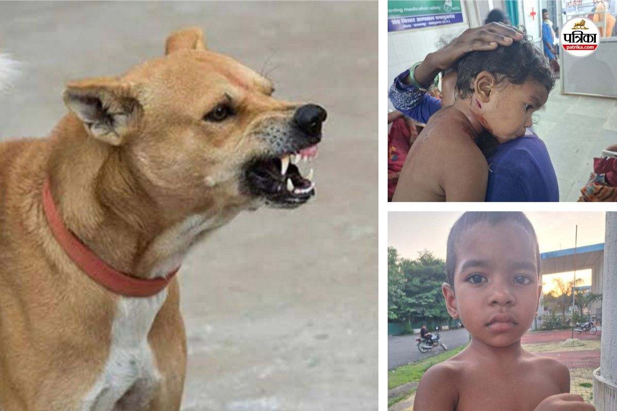 Dogs attack: नगर में आवारा कुत्तों का आतंक, CSF जवान की मासूम बेटी समेत 8 लोगों
को काटा