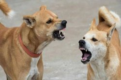 हिंसक होते श्वान, आखिर प्रशासन कब निकालेगा समाधान? - image