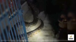 Bijnor: शिव मंदिर में अजगर की एंट्री से मचा हड़कंप, डेढ़ घंटे तक मंदिर में घूमता
रहा, वन विभाग ने किया रेस्क्यू - image