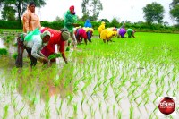 Farming Raipur