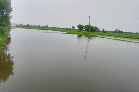 पानी में डूबने से उड़द और सोयाबीन में पचास प्रतिशत से ज्यादा खराबा