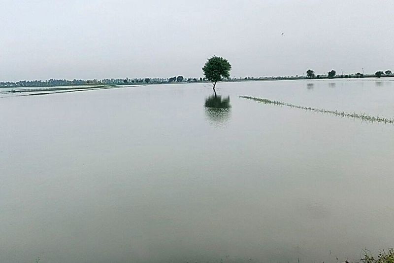 बारिश से खेत लबालब, उम्मीदों पर पानी फिरा