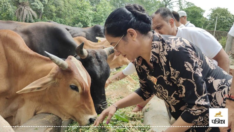Fodder distribution done in Gaushala in Rampur