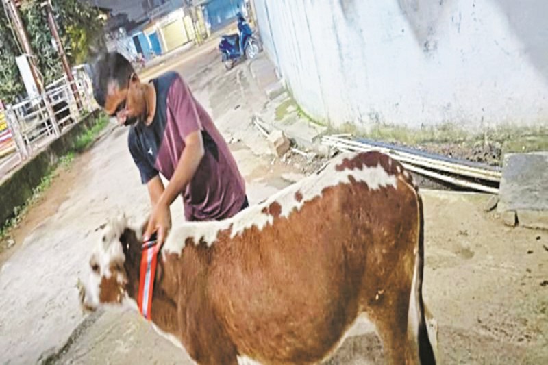 मवेशियों को पहना रहे रेडियम बेल्ट (Photo source- Patrika)