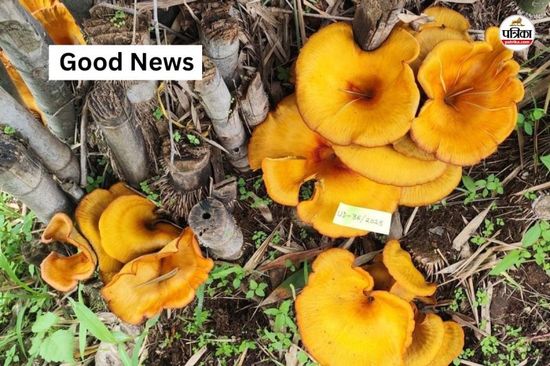 Rajasthan Good News First Time in State Golden Oyster Mushroom Found