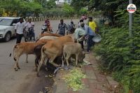 गौवंशों (Photo- Patrika)