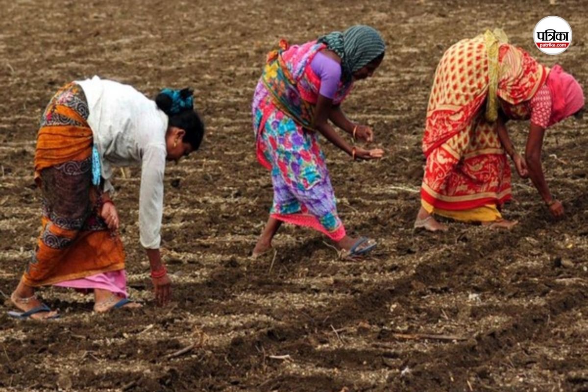 रायपुर समेत 12 जिलों में एक ही कंपनी को काम, ‘फसल’ का जबरन ‘बीमा’… ना चाहकर भी
किसानों को पड़ रहा लेना