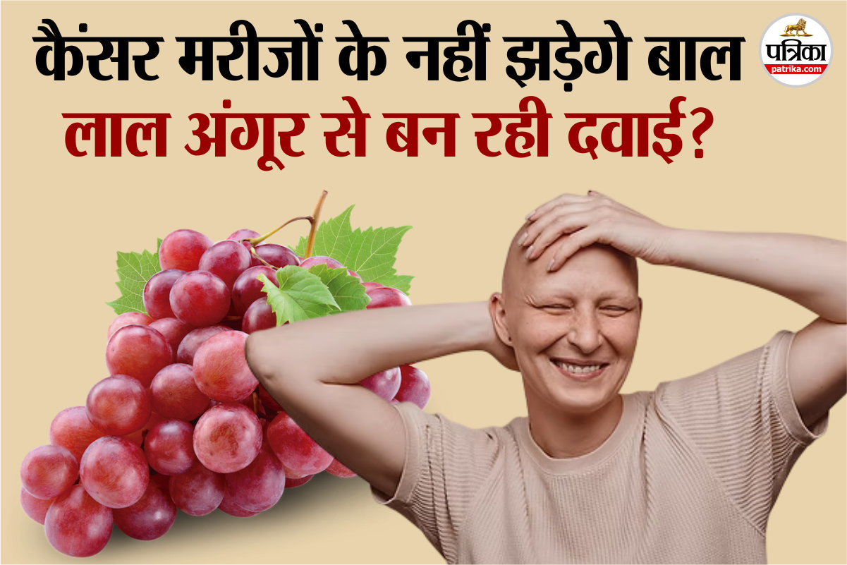 Hair Loss After Chemotherapy : कैंसर मरीजों के लिए बड़ी खुशखबरी! कीमो से बाल
झड़ना होंगे बंद