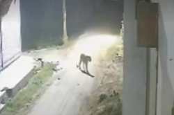 सावधान गोरखपुर…घूम रहा है तेंदुआ, महिला पर किया हमला…शाम से ही पसरा सन्नाटा - image