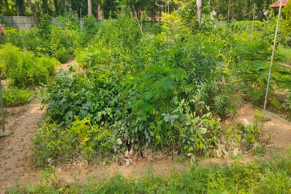 लोगों ने नीम, गुलमोहर, अशोक, शीशम, अर्जुन, कचनार, बोगनवेलिया जैसे सजावटी और छायादार पौधों की खरीदारी की। लोगों का रुझान फूलों के पौधे खरदीने की ओर अधिक नजर आया।