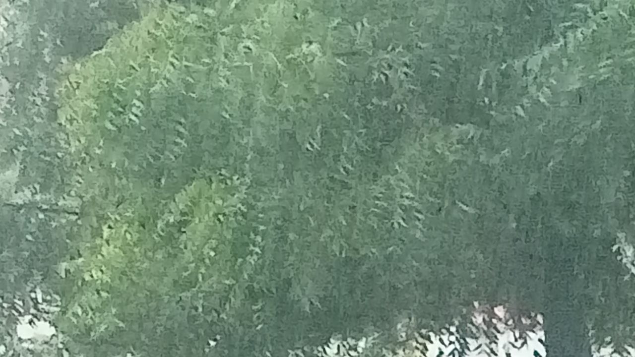 मौसम की मार: सुबह 7 बजे छाया अंधेरा, बादलों की गड़गड़ाहट के साथ हो रही मूसलाधार
बारिश