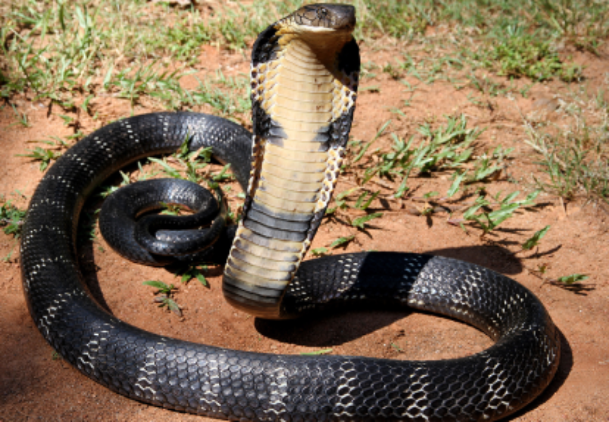 Immediately rushed to hospital after seeing symptoms of snake bite