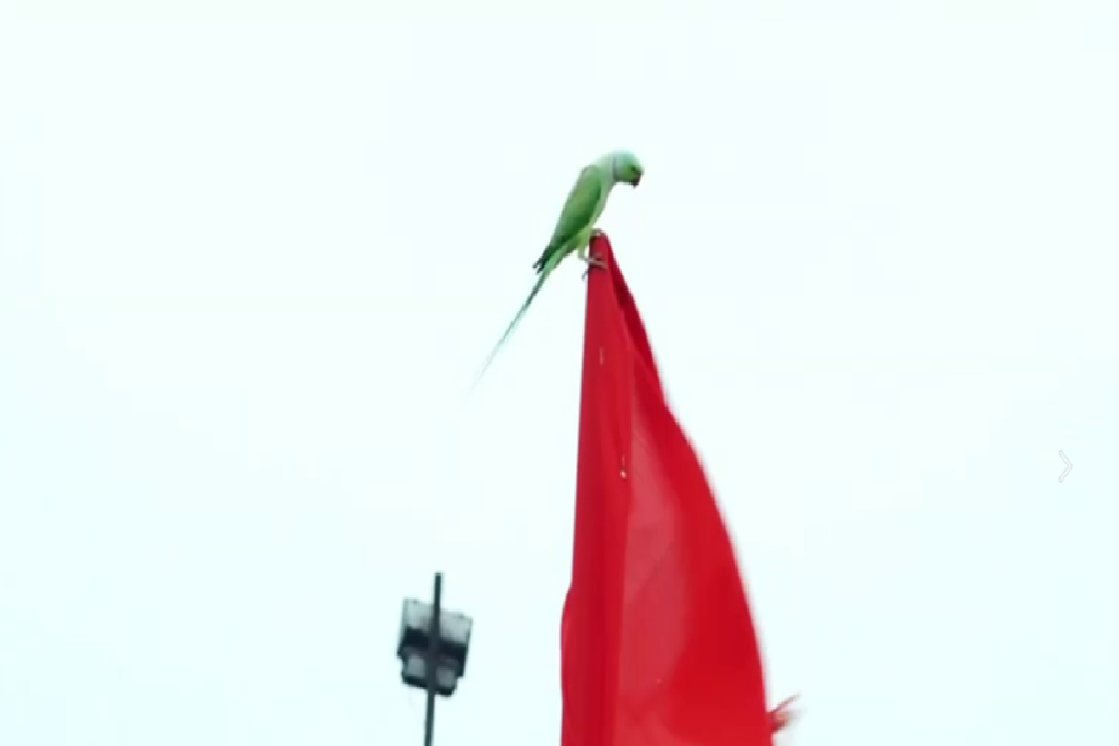 Indore Hanuman Mandir, Parrots 